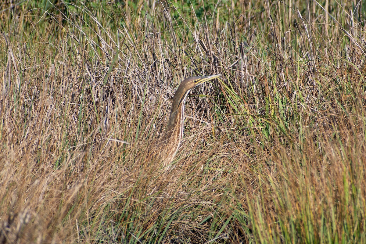 American Bittern - ML641064911