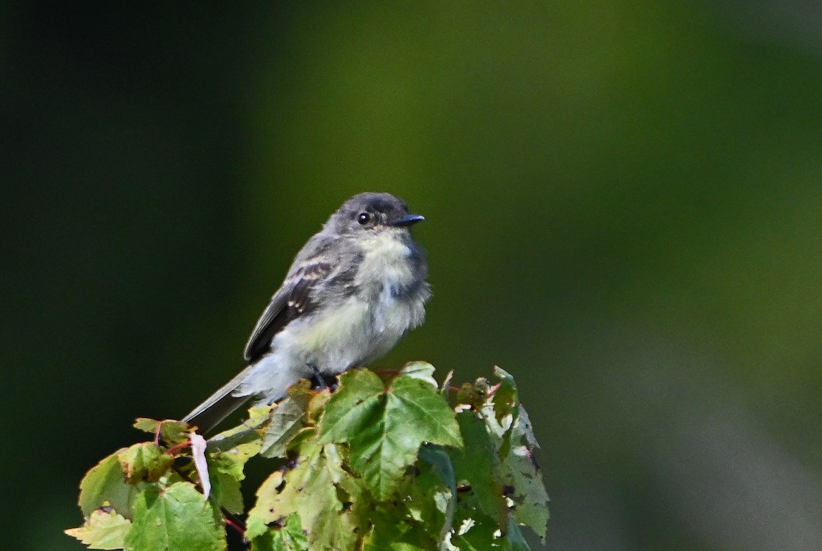 Eastern Phoebe - ML641064924
