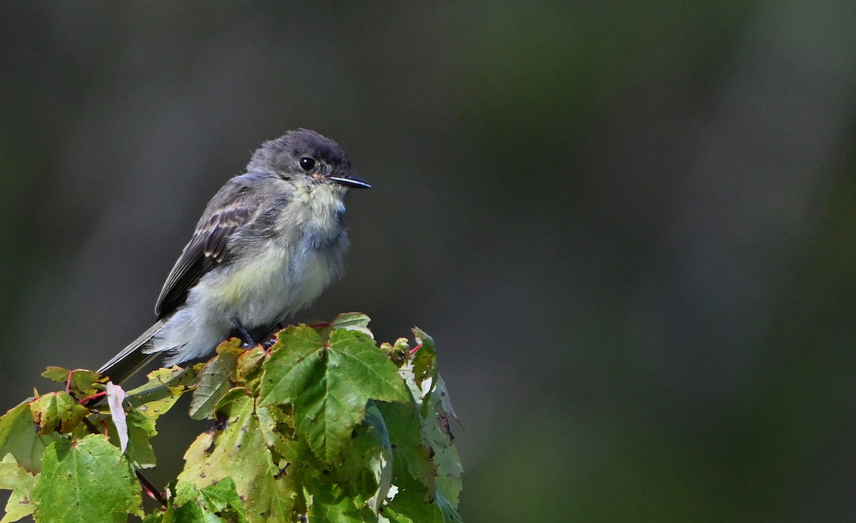 Eastern Phoebe - ML641064925