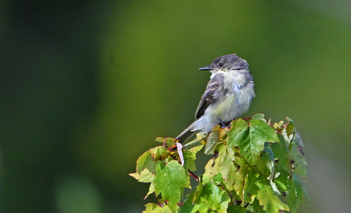 Eastern Phoebe - ML641064926