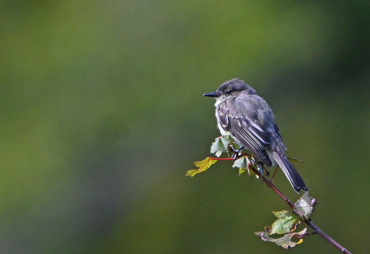Eastern Phoebe - ML641064927