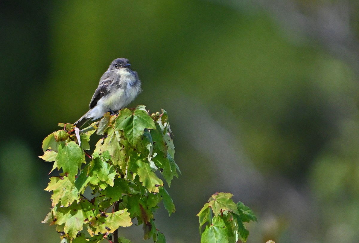 Eastern Phoebe - ML641064928