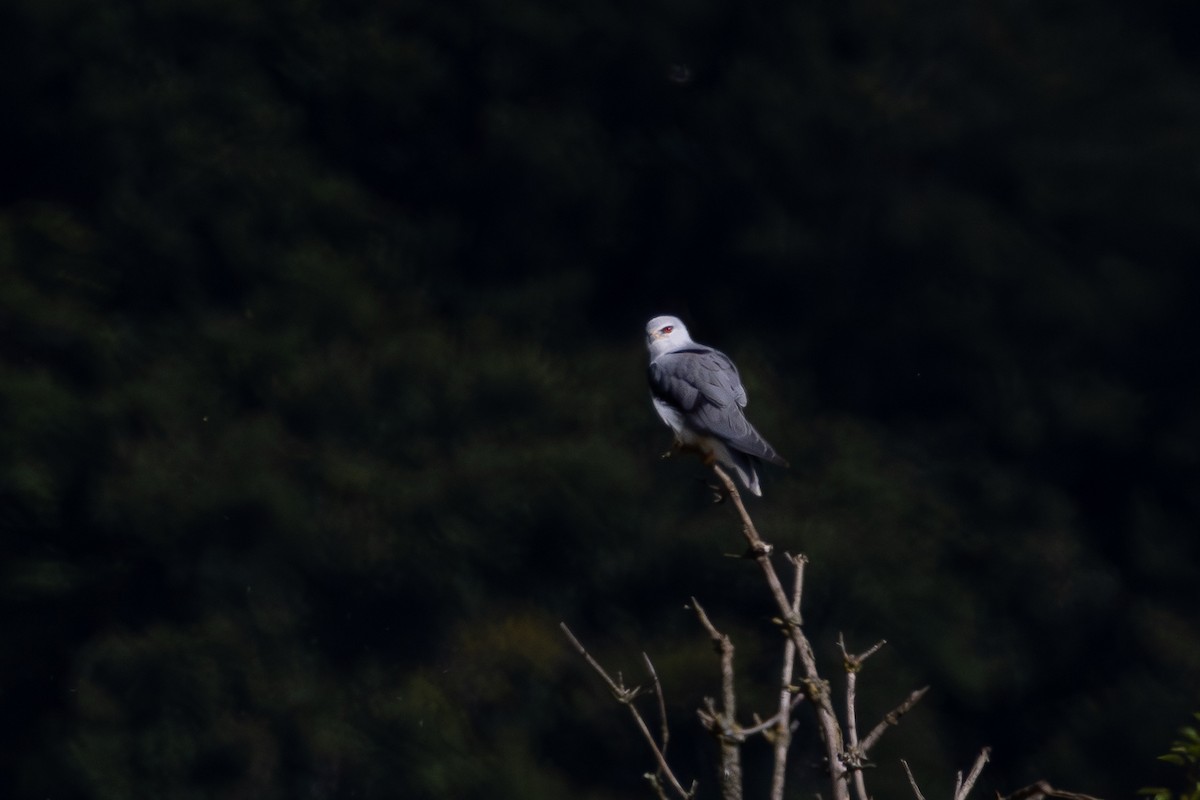 Black-winged Kite - ML641064929