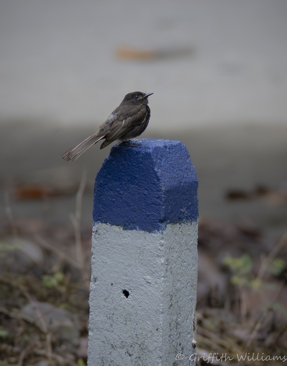 Black Phoebe - ML641064930