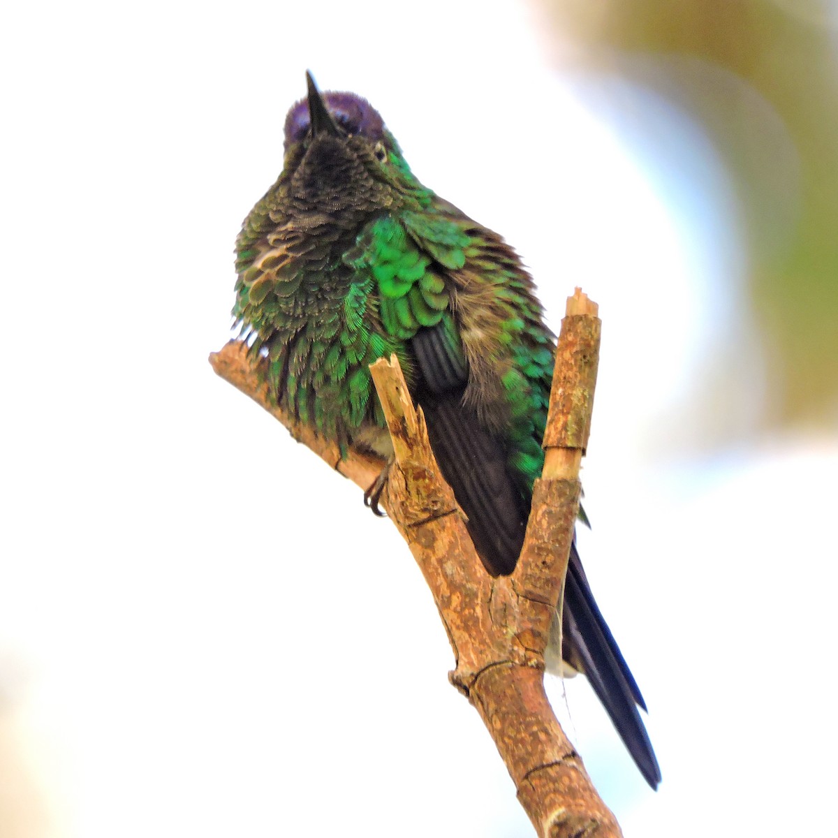 kolibřík fialovotemenný - ML641064942