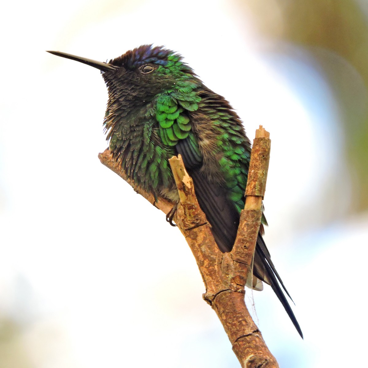 kolibřík fialovotemenný - ML641064944