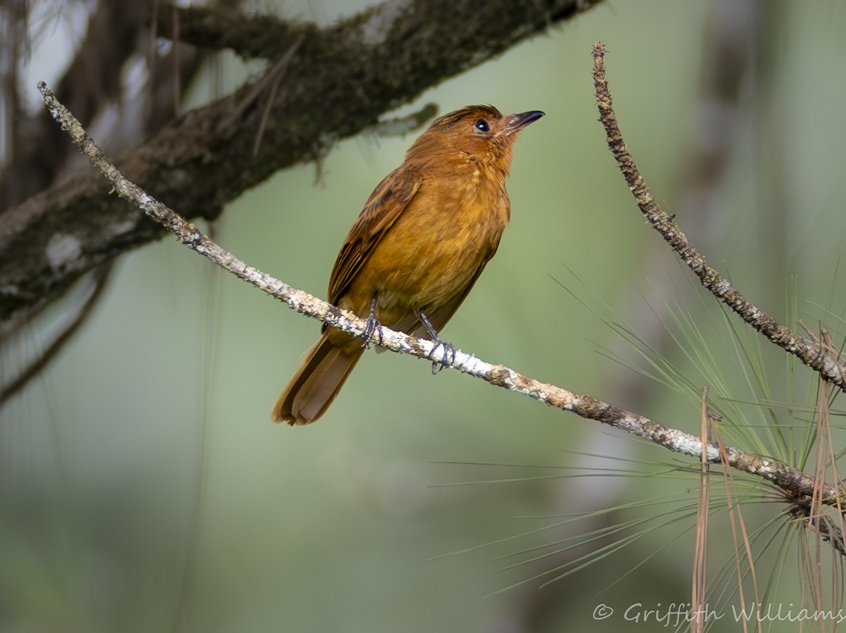 Rufous Mourner - ML641064963