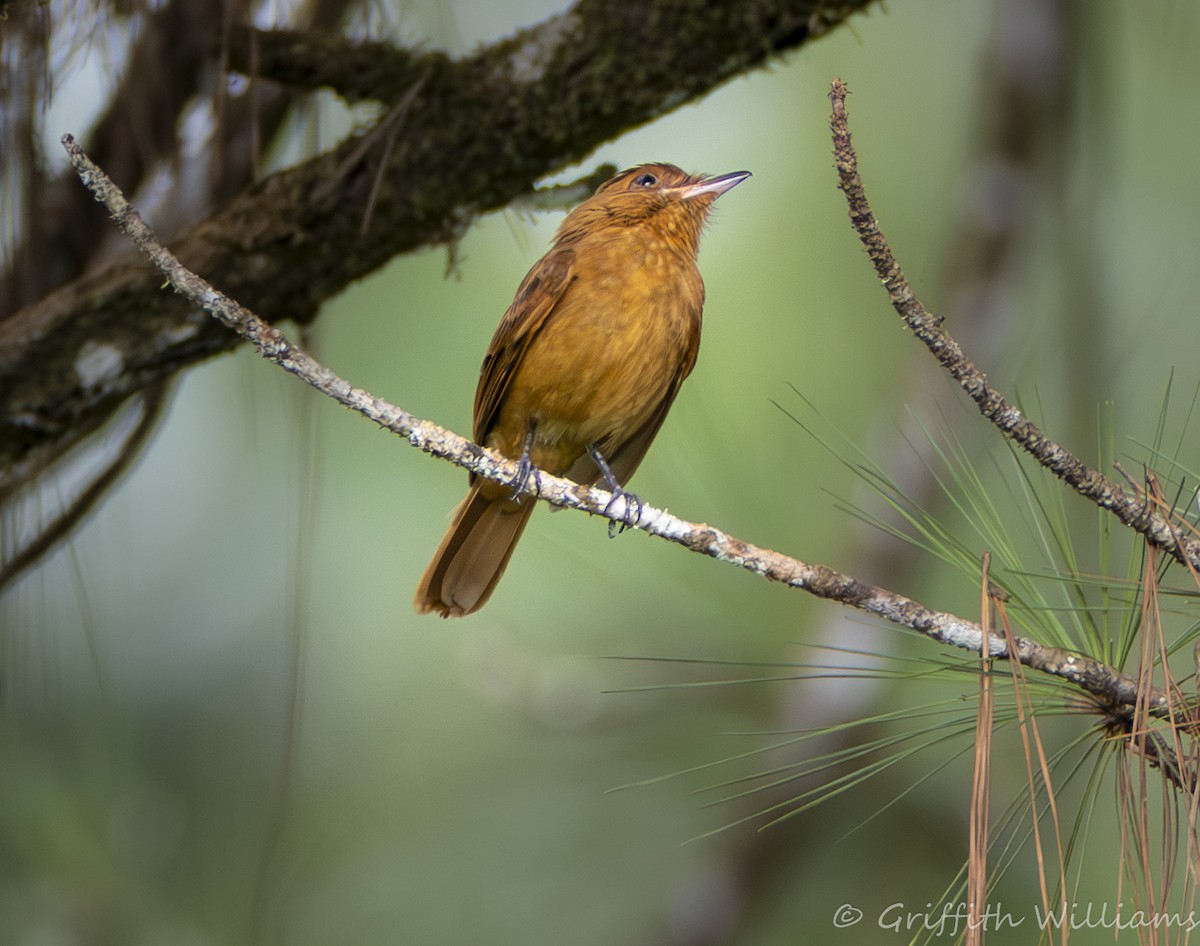 Rufous Mourner - ML641064992