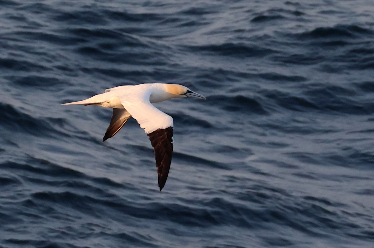Northern Gannet - ML641065006
