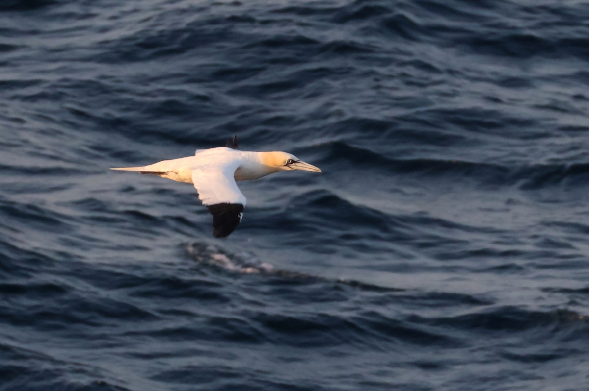 Northern Gannet - ML641065007