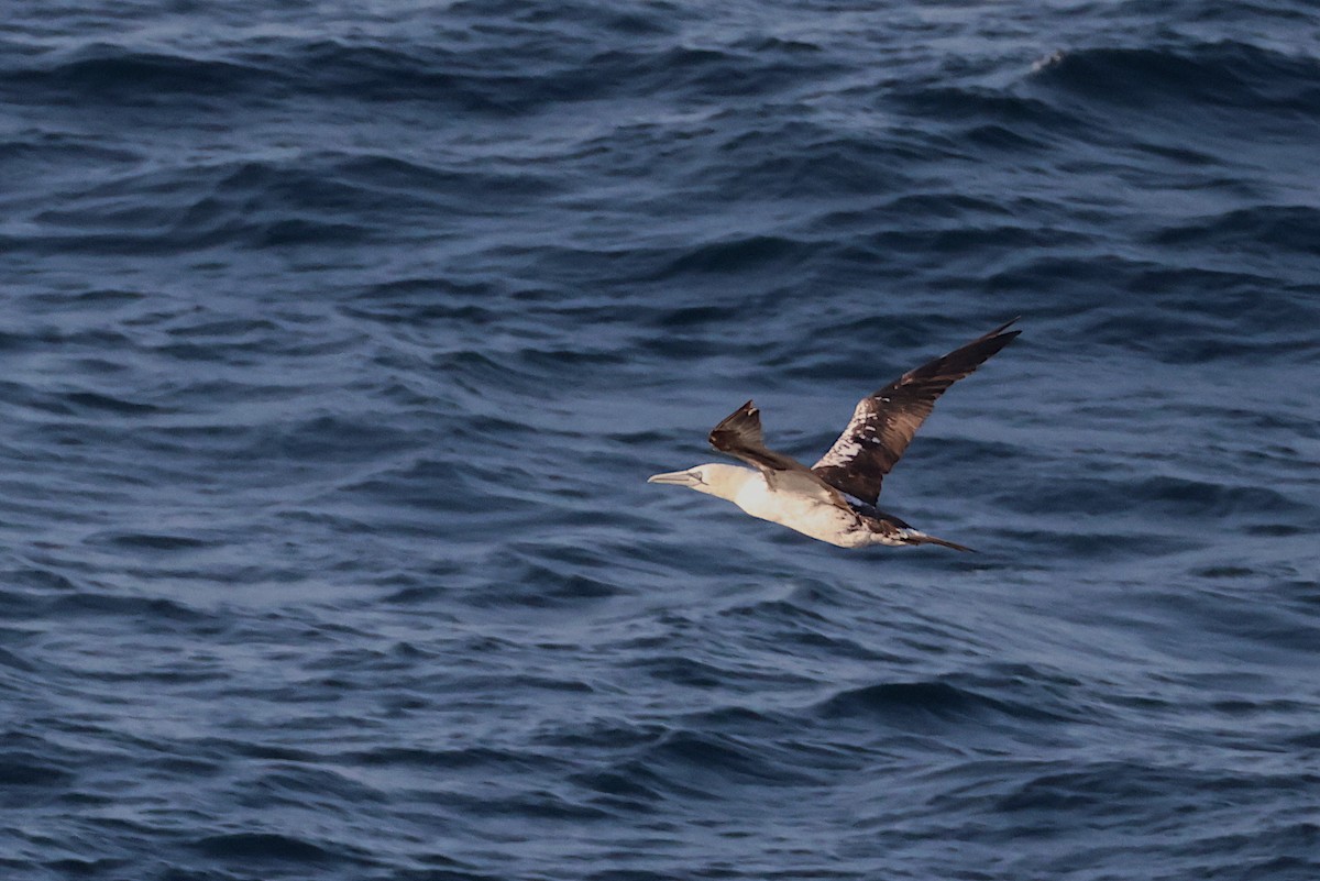 Northern Gannet - ML641065008