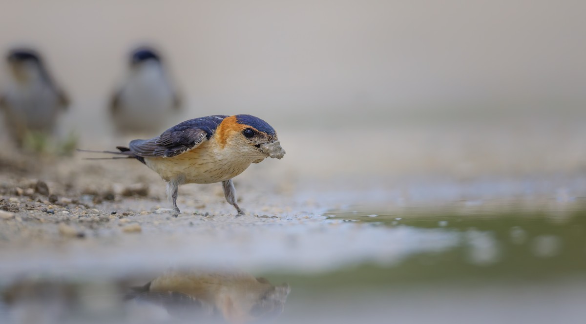 Golondrina Dáurica Occidental - ML641065011