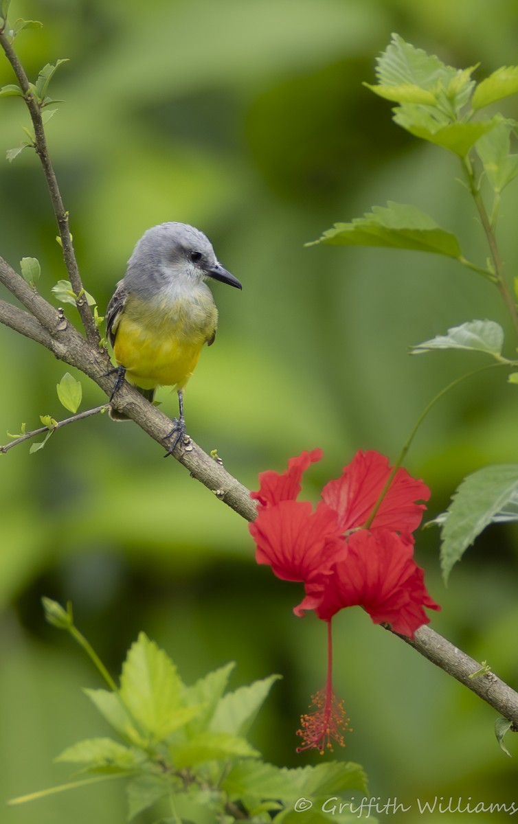 Tropical Kingbird - ML641065040