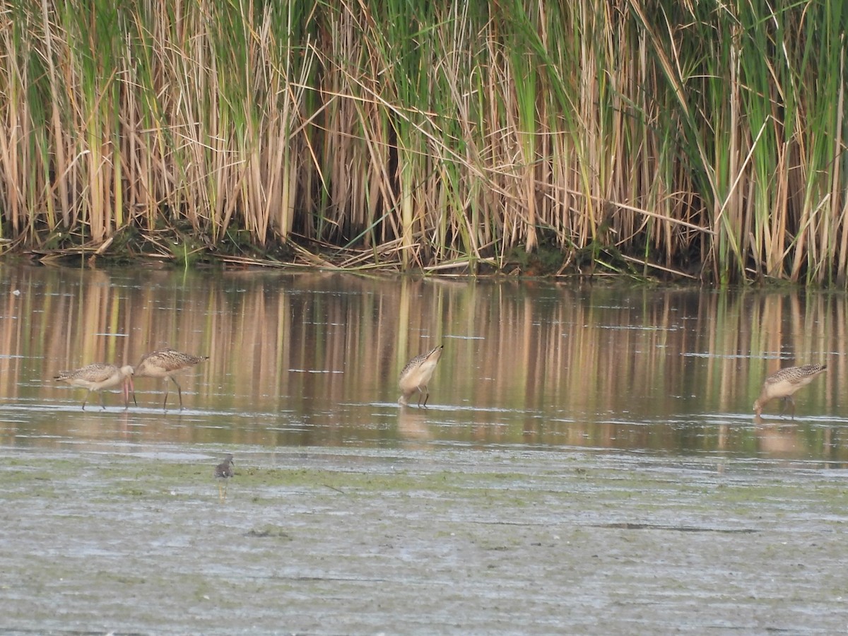 Marbled Godwit - ML641065042