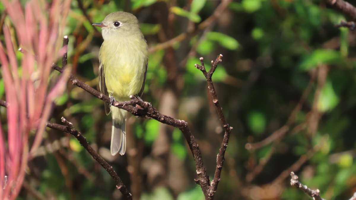 Hammond's Flycatcher - ML641065068
