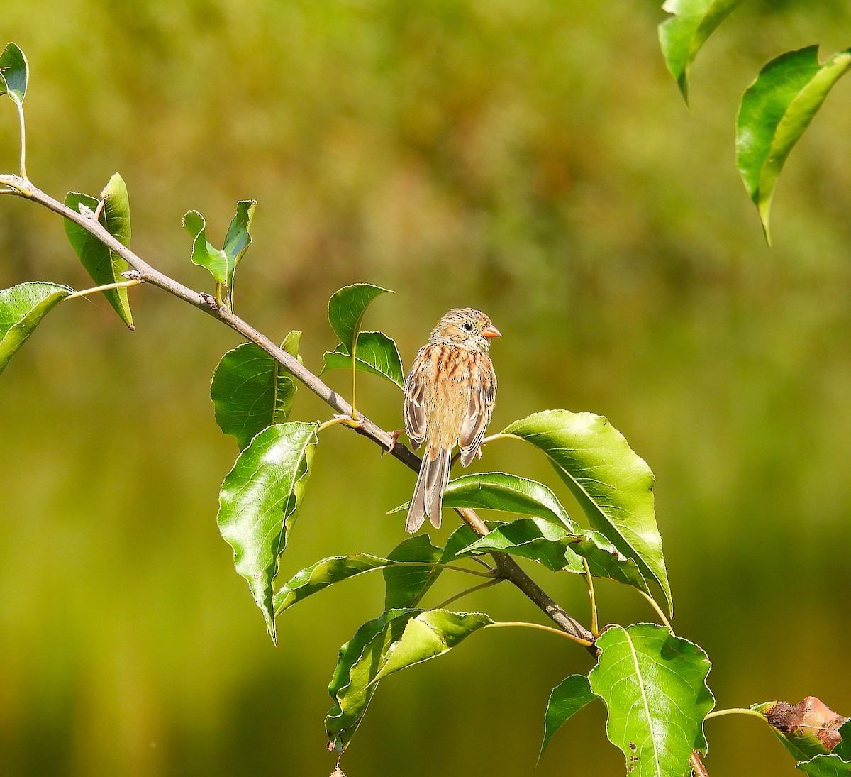 Field Sparrow - ML641065069