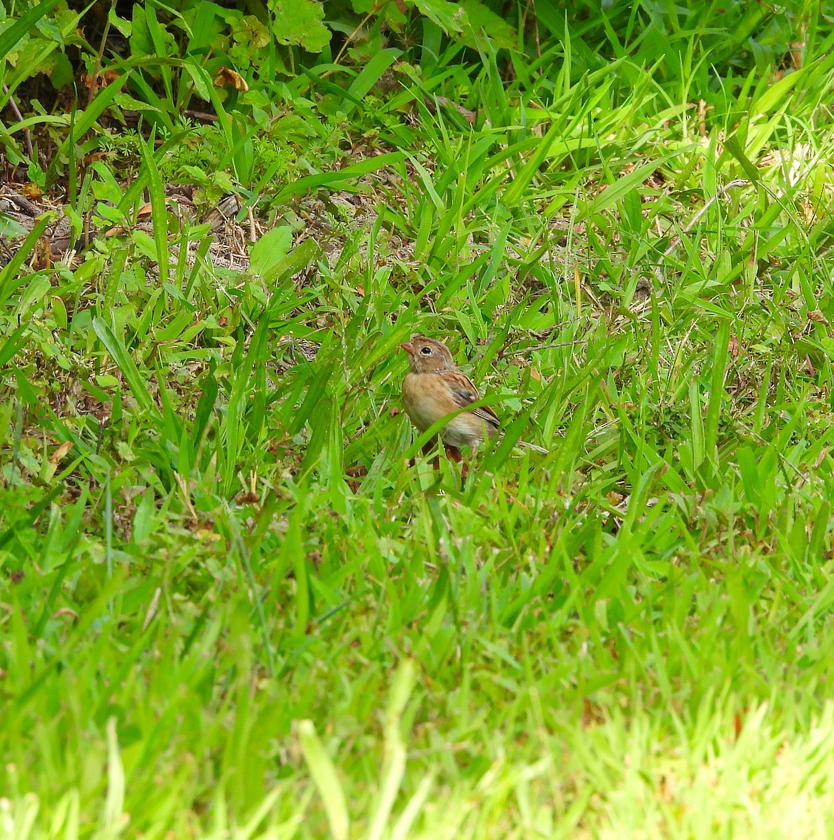 Field Sparrow - ML641065070