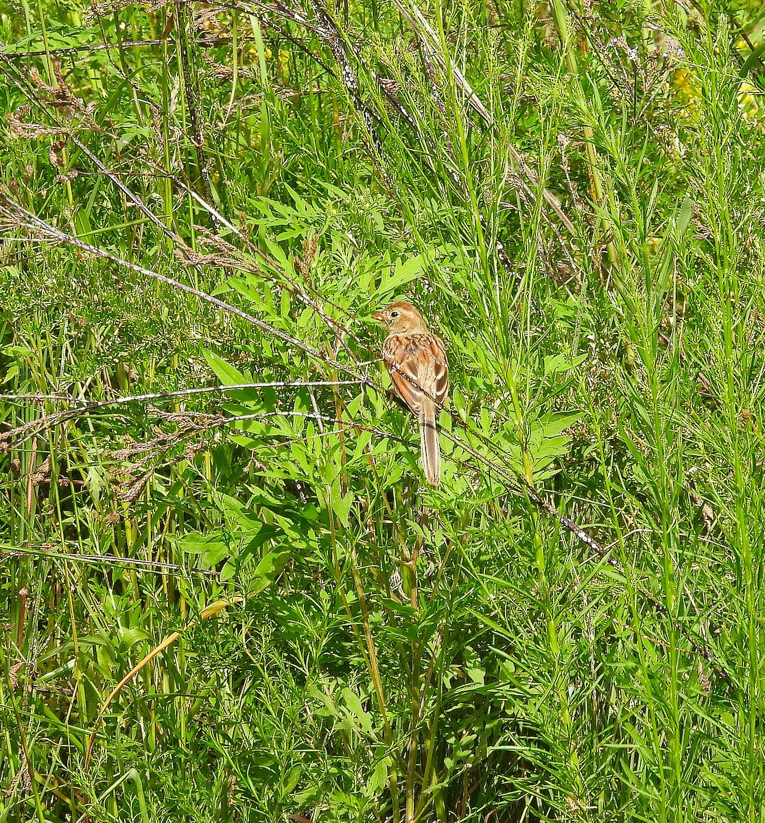 Field Sparrow - ML641065071
