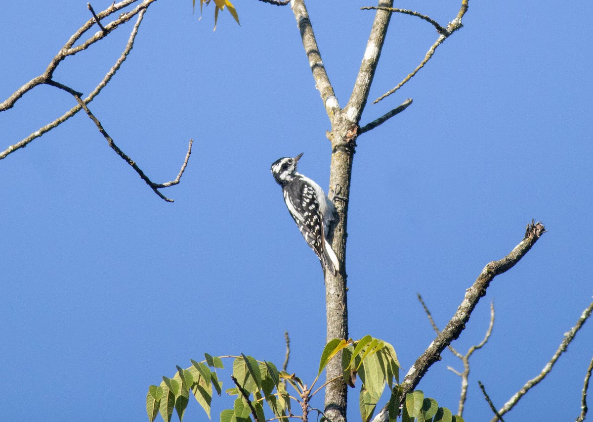 Hairy Woodpecker - ML641065074