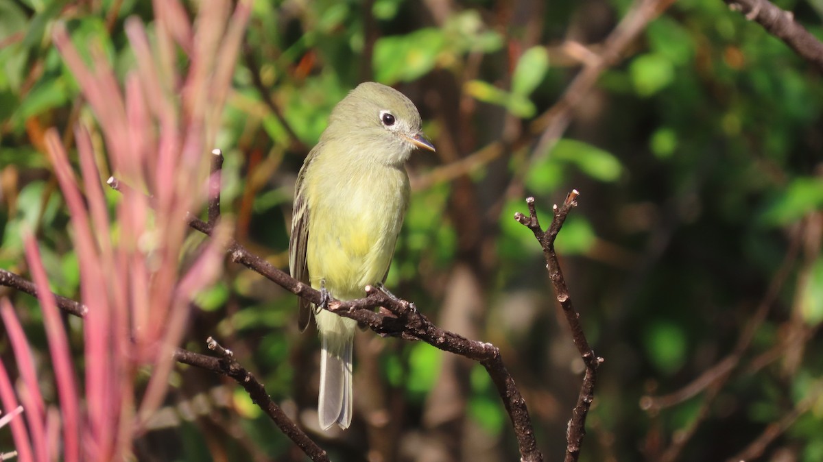 Hammond's Flycatcher - ML641065078