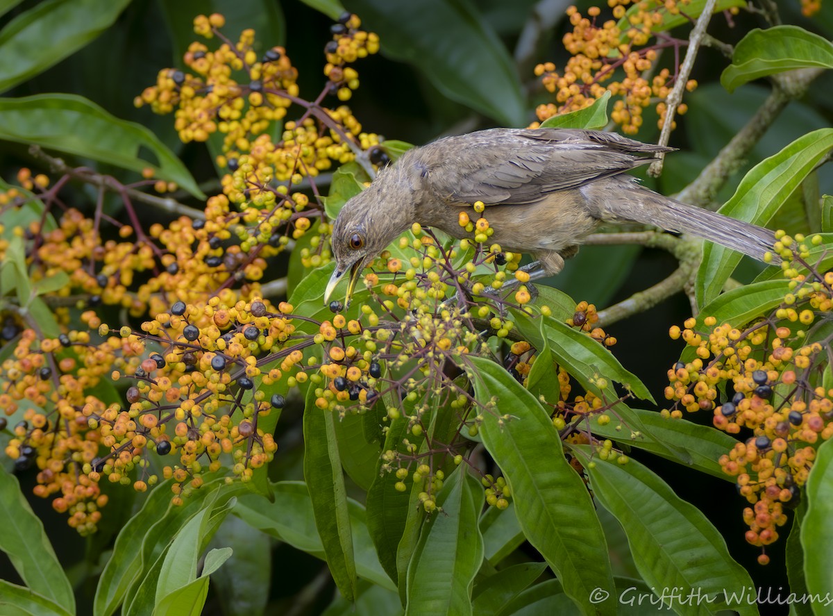 Clay-colored Thrush - ML641065089