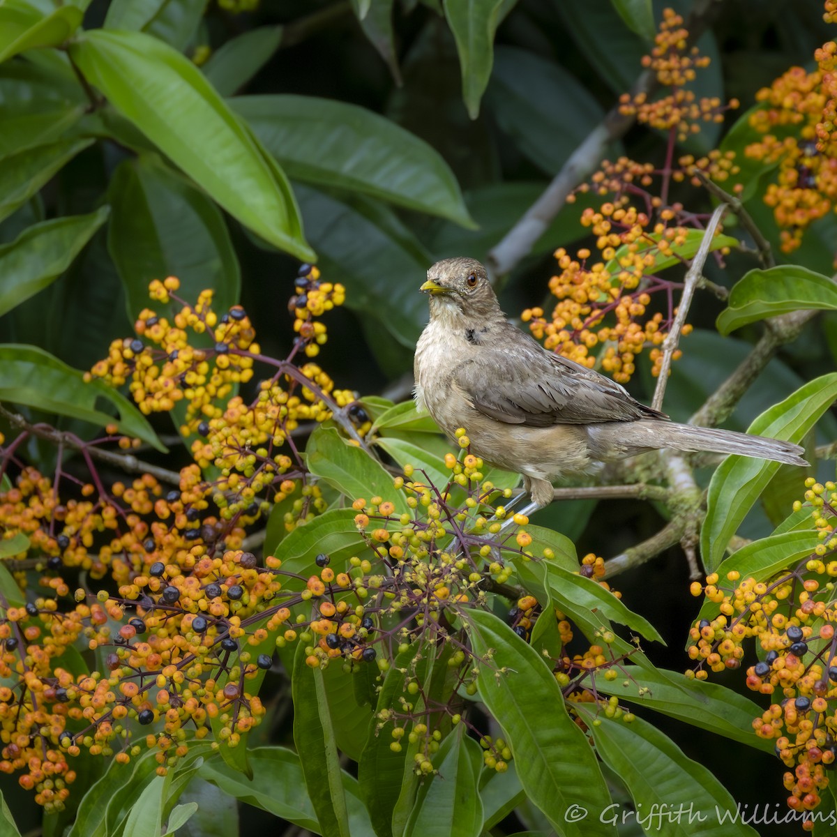 Clay-colored Thrush - ML641065110