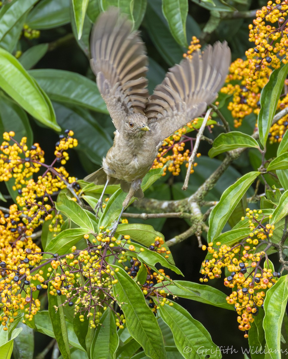 Clay-colored Thrush - ML641065115