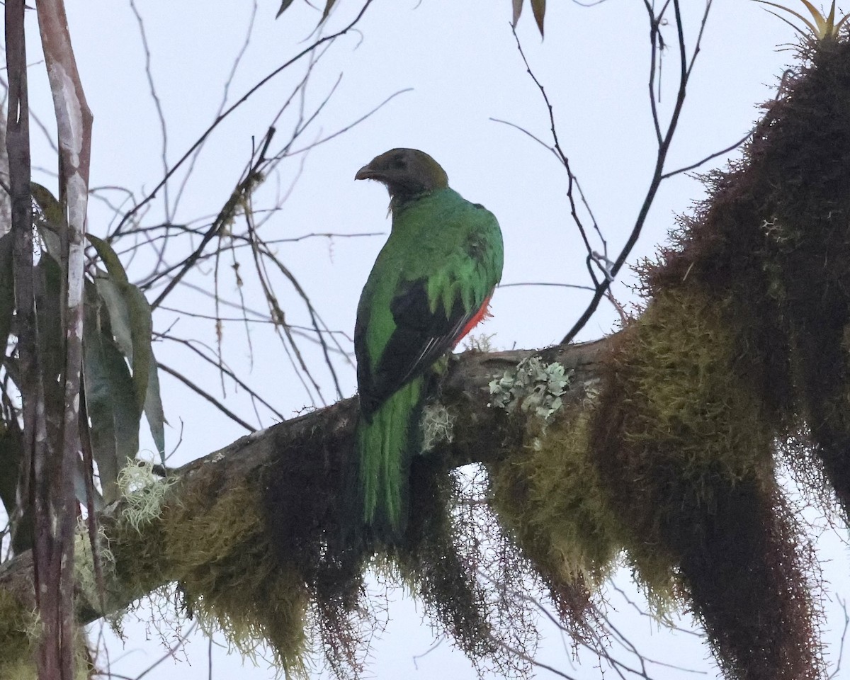 Quetzal doré - ML641065133