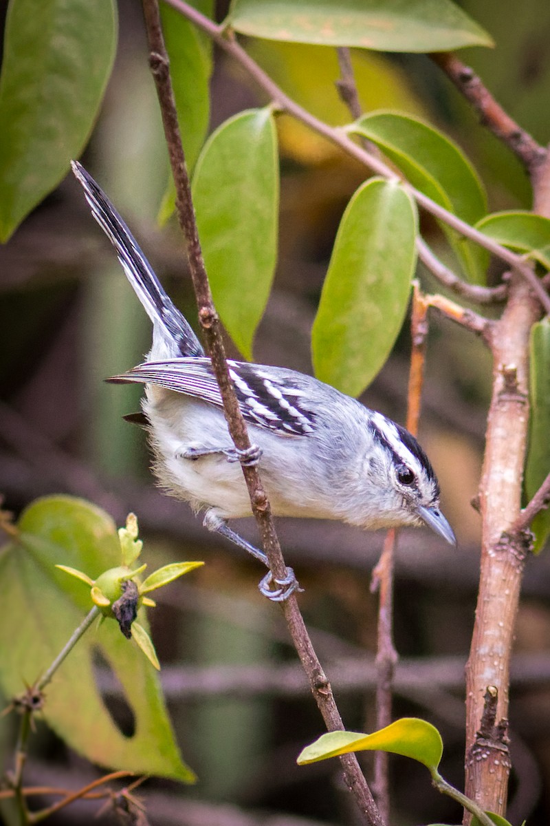 Black-capped Antwren - ML641065134