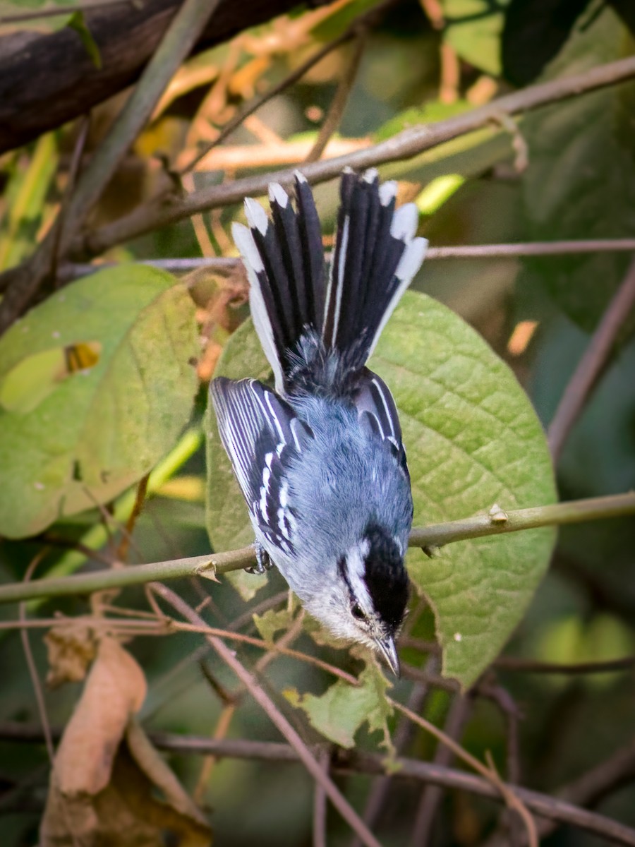 Black-capped Antwren - ML641065136