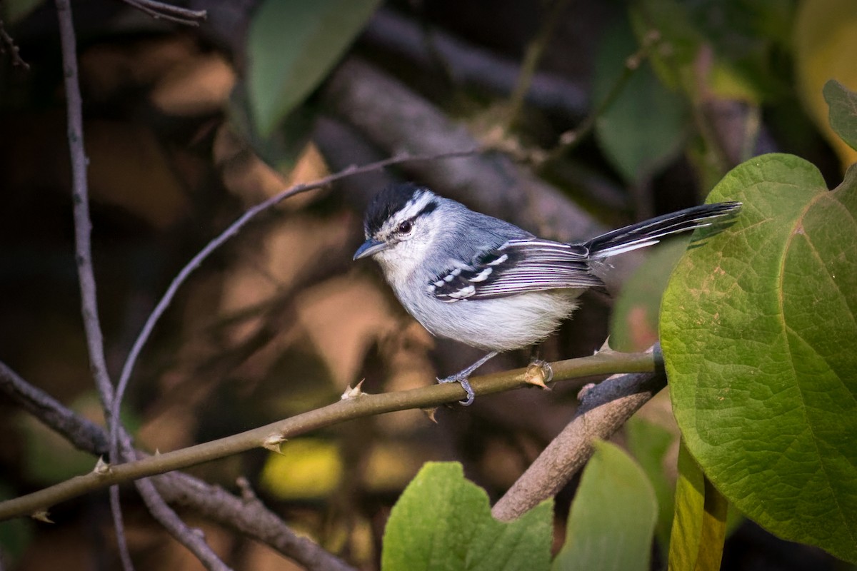 Black-capped Antwren - ML641065139