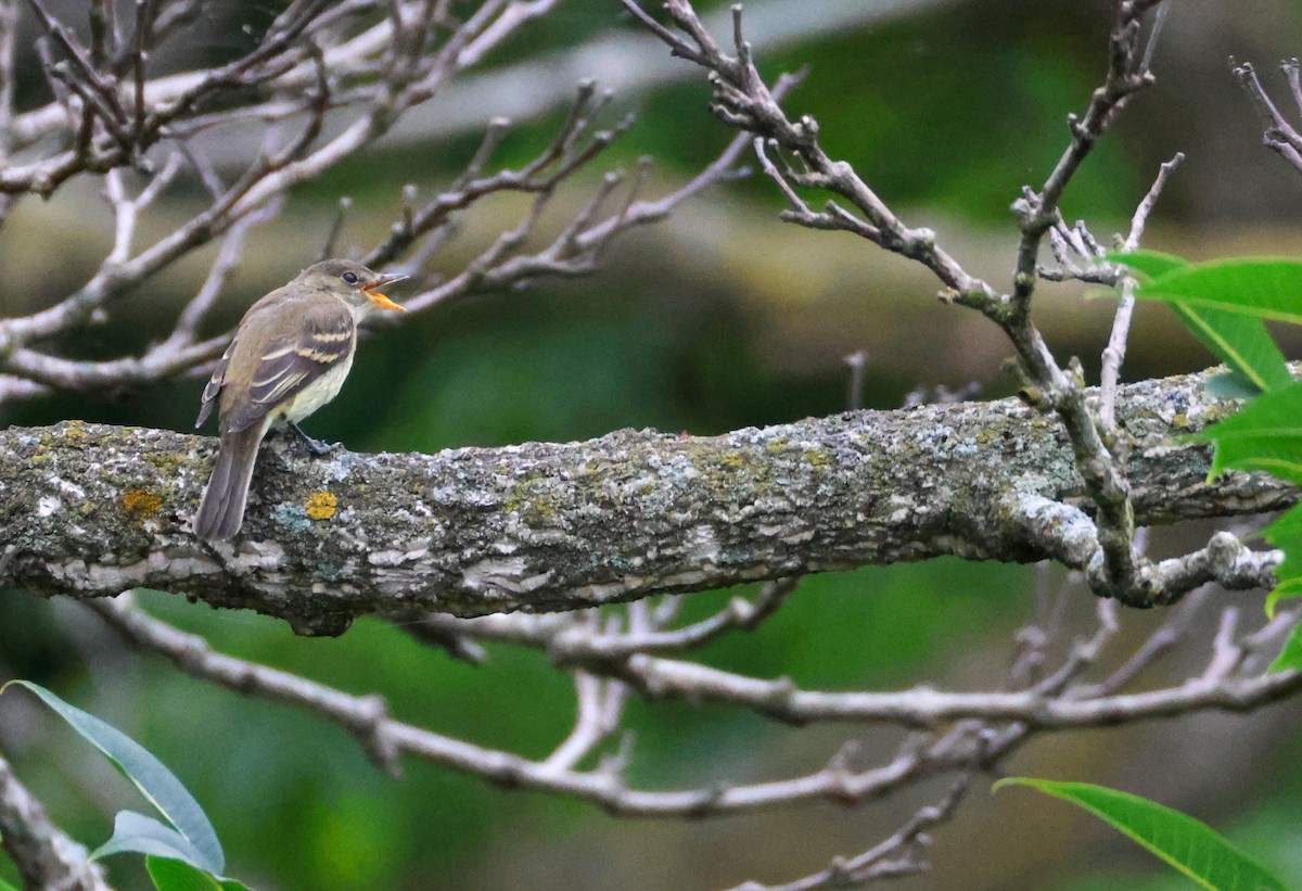 Least Flycatcher - ML641065159