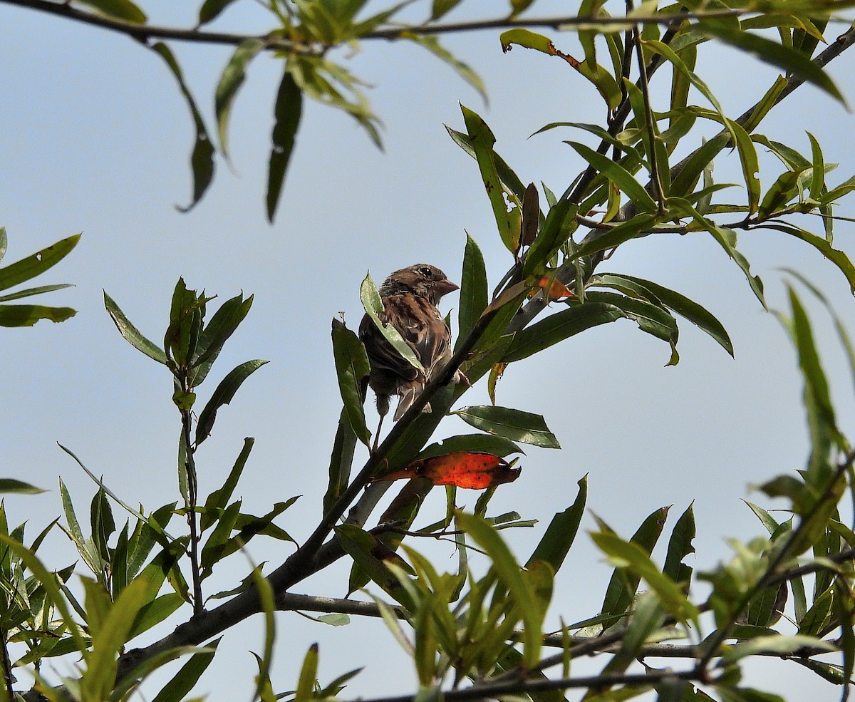 Field Sparrow - ML641065173