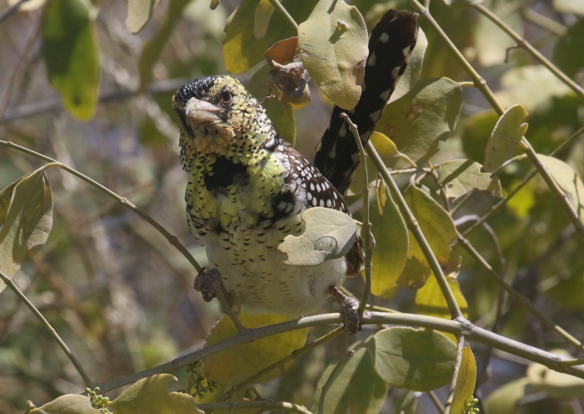 Barbudo de D'Arnaud - ML641065175