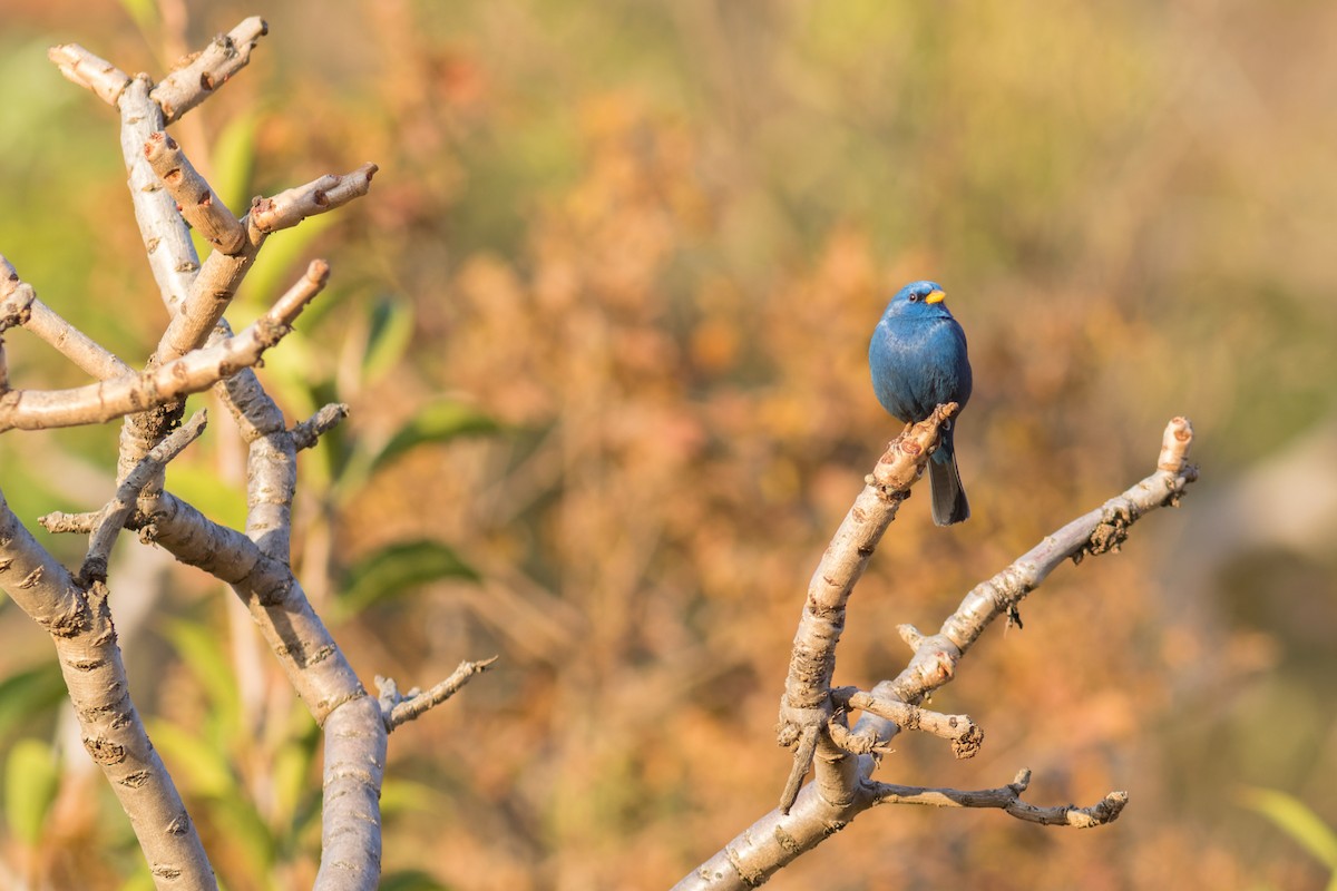 Blue Finch - ML641065195