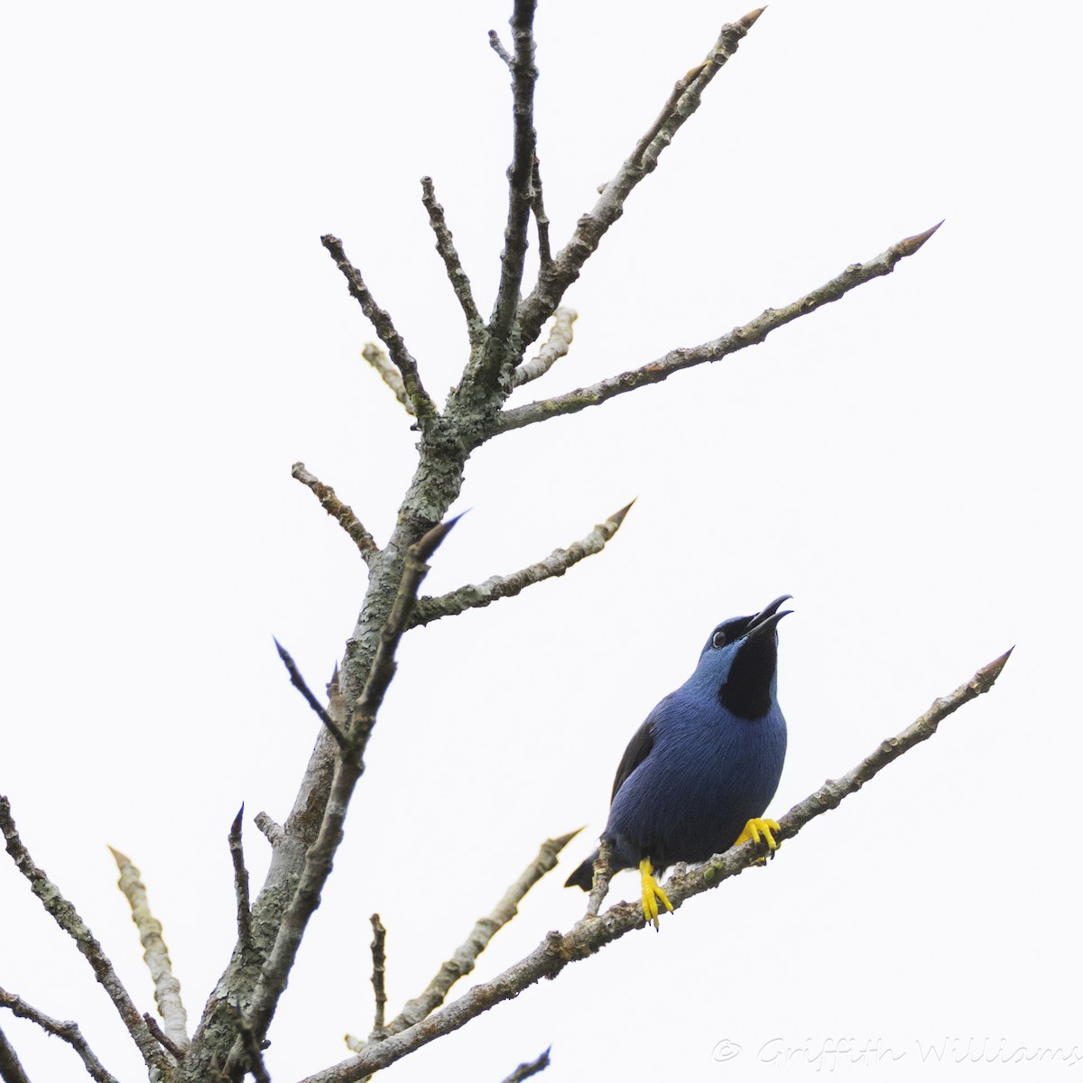 Shining Honeycreeper - ML641065215