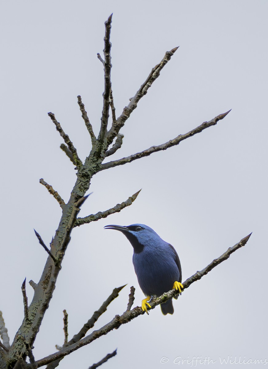 Shining Honeycreeper - ML641065219