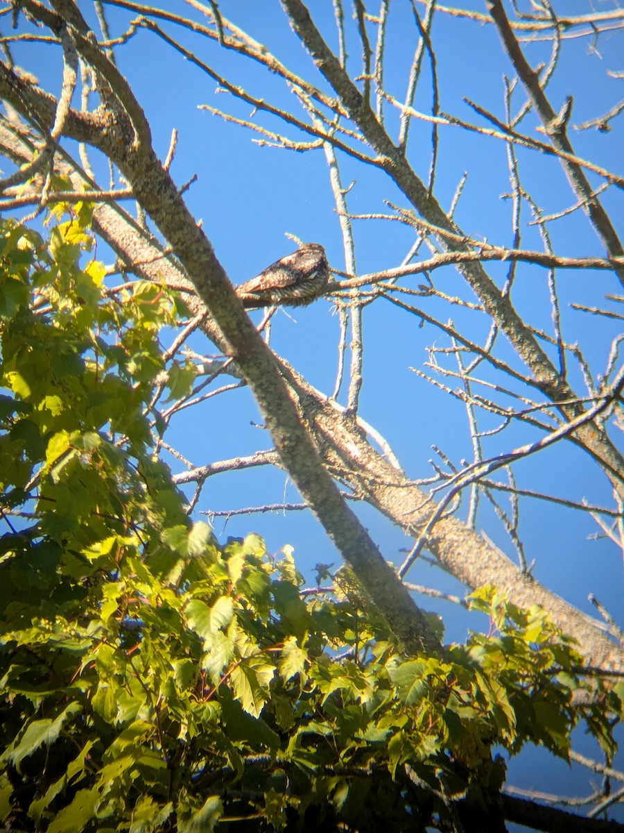 Common Nighthawk - ML641065221