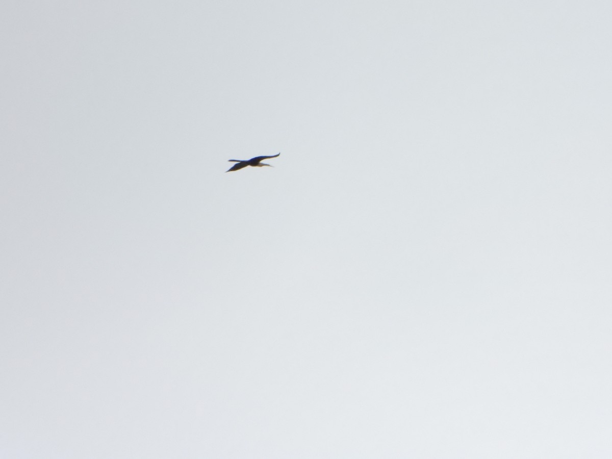 Anhinga - ML641065245