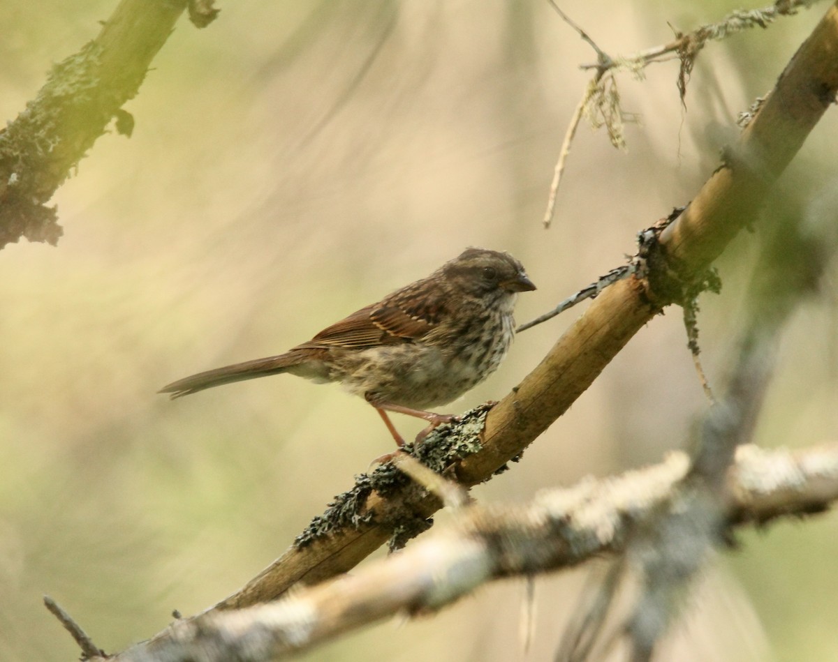 White-throated Sparrow - ML641065269