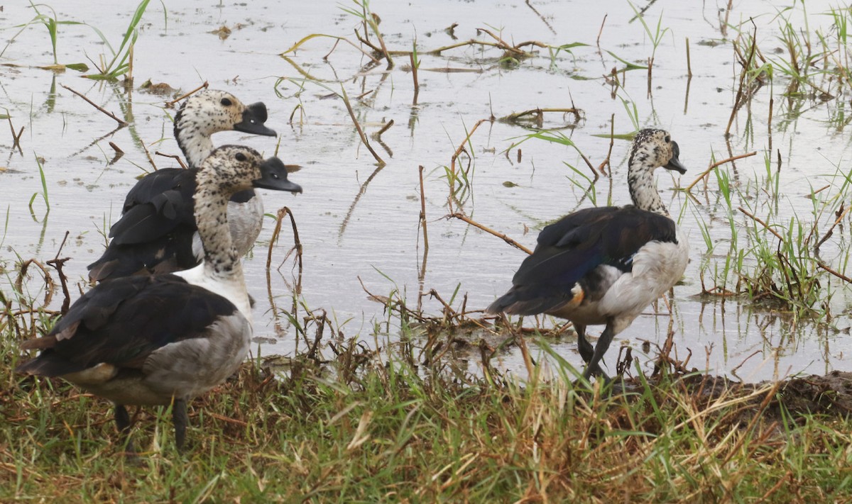Knob-billed Duck - ML641065274