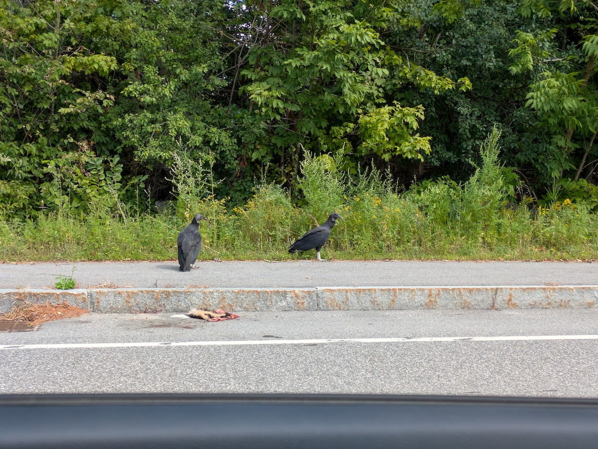 Black Vulture - ML641065281