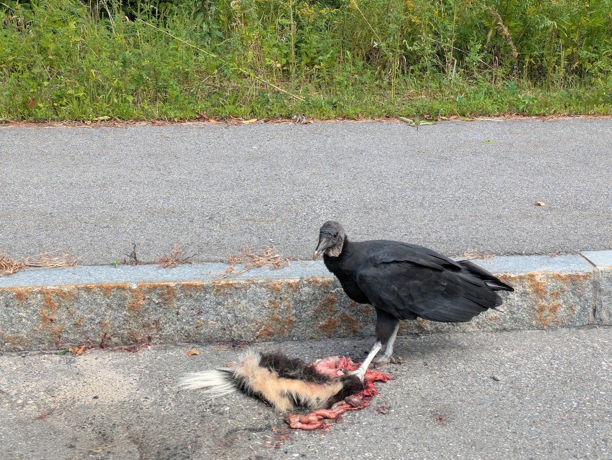 Black Vulture - ML641065289