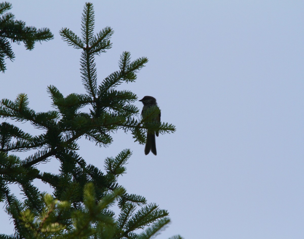 Boreal Chickadee - ML641065291