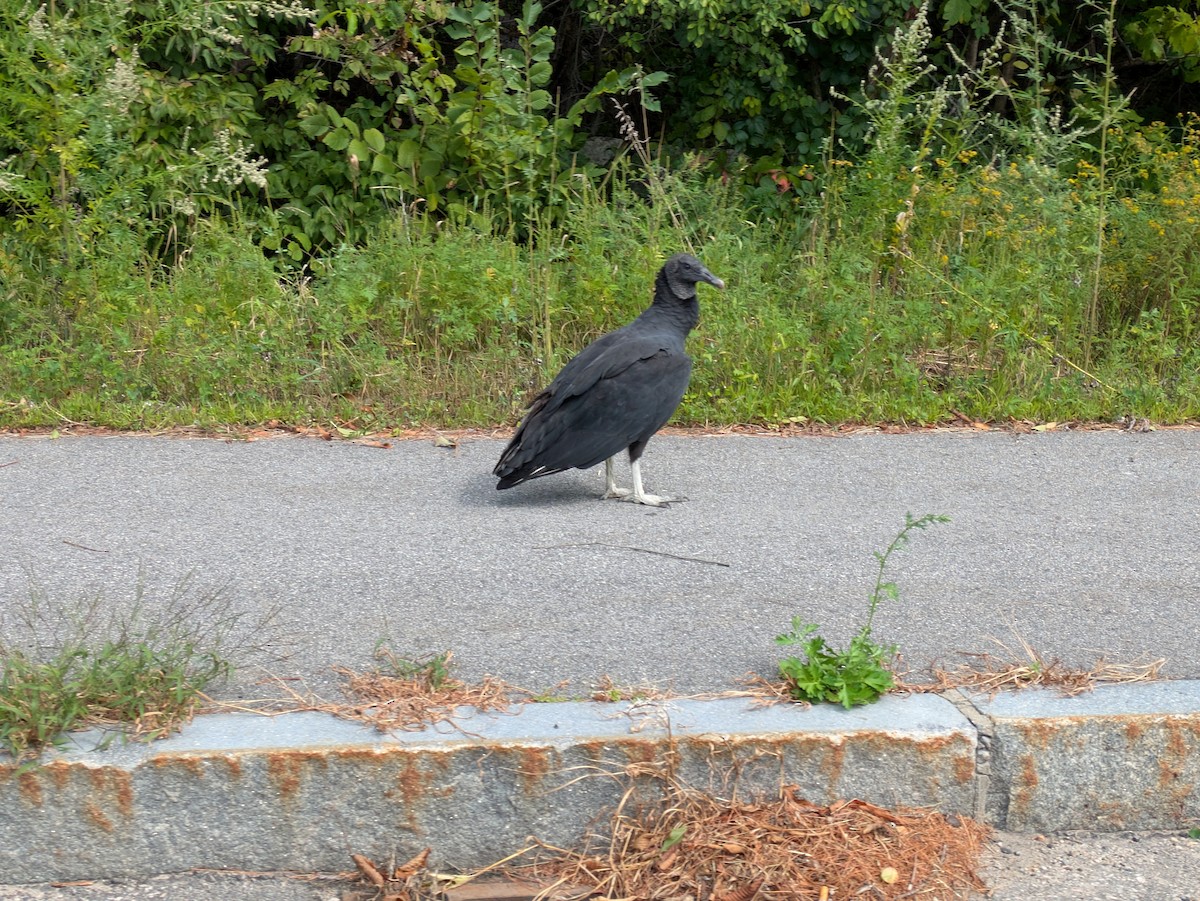 Black Vulture - ML641065294