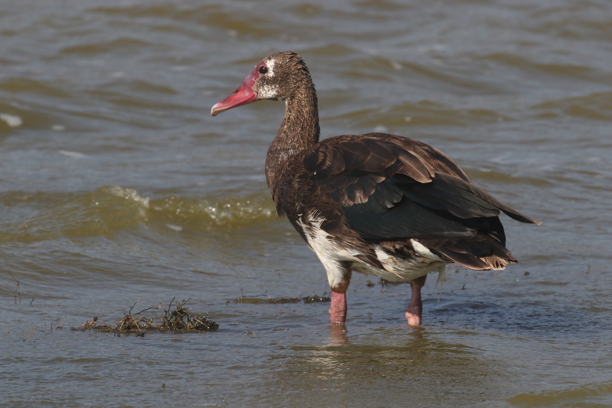 Ganso Espolonado - ML641065298