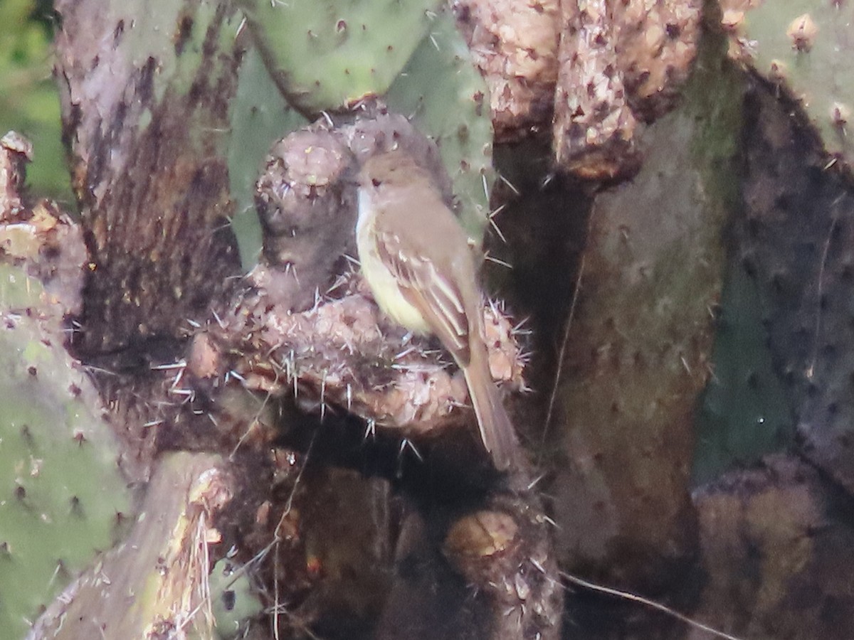 Nutting's Flycatcher - ML641065318