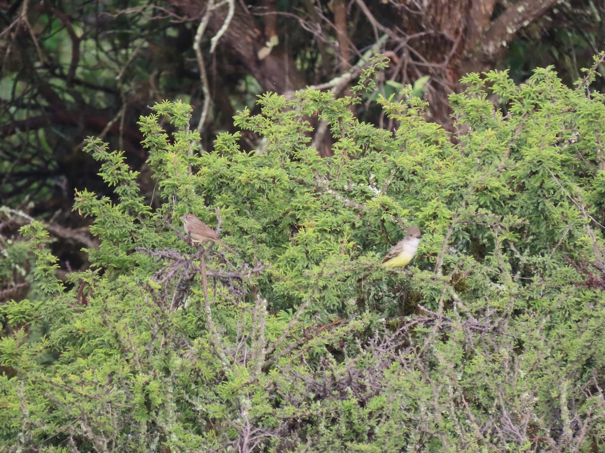 Nutting's Flycatcher - ML641065322