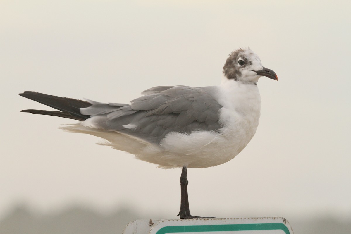 Laughing Gull - ML641065326