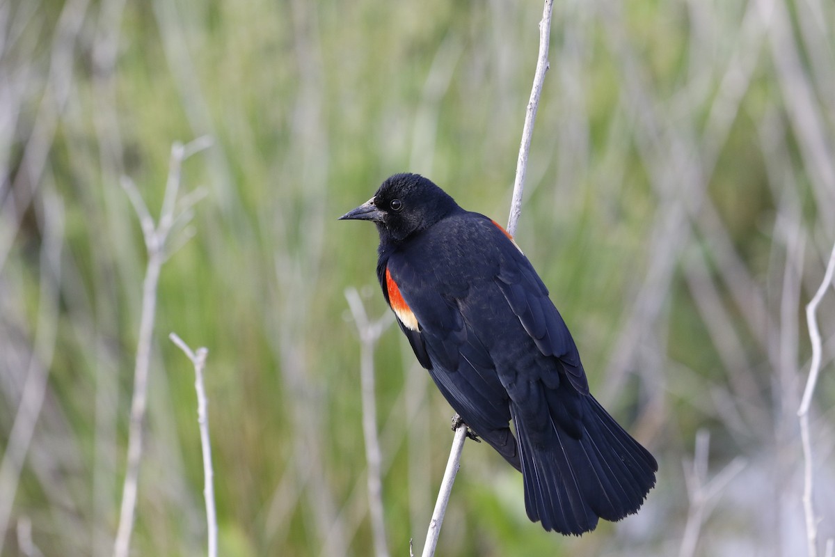 Red-winged Blackbird - ML641065369